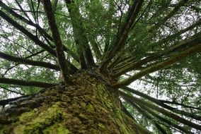 bottom view of an old tree