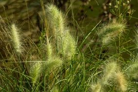 green grass in the swamp