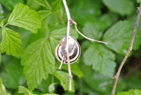 snail on leaves