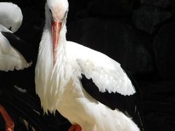 wild black and white crane closeup