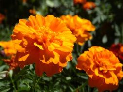 summer orange flowers