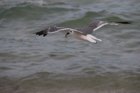 seagull beach birds