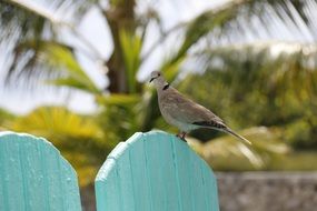 pigeon on a blue fence