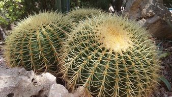 Lots of thorns on cactuses
