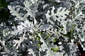 silver cineraria on the flower bed