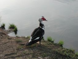 musk duck by the river