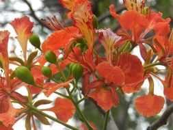 orange flower bloom summer closeup
