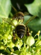 two bees sucking nectar on green flowers