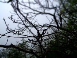 trees in the forest in the fog