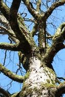 Green moss on a high tree