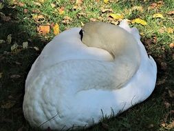 sleeping swan