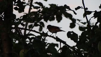 silhouette bird