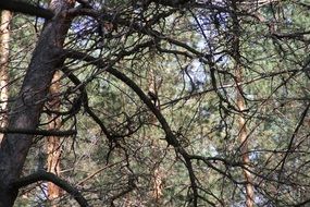 woodpecker on pine