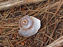 piece of the snail shell