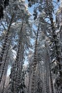 pine forest in hoarfrost in winter