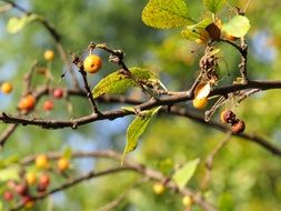 berries on tree branches with green leaves