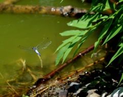 blue dragonfly over the green marsh
