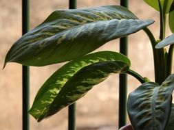 aningapara leaves