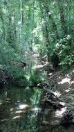 green plants near the river