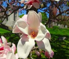 pale pink magnolia flowers