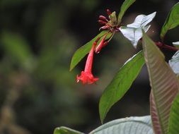 red wild flower in Ecuador