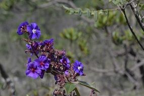 purple flower on mountain background