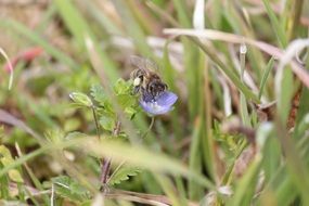 bee flower grass