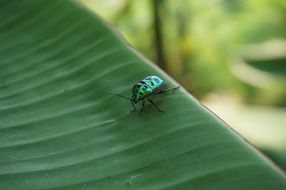 green beetle on a large leaf close-up