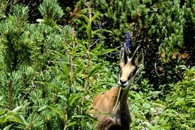 tatry animals