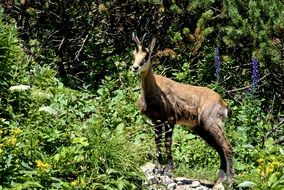Tatry mountains animals