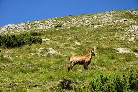 animals in Tatry Slovakia