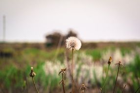 dry dandelions on a field in Greece