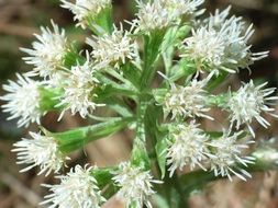 Petasites paradoxus, inflorescence of butterbur, macro