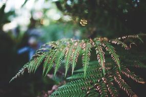 green fern leaves in a park