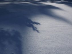 shadow on a snowy field