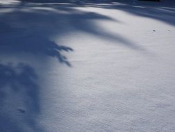 shadow of a tree on a snowy field