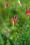 red flowers on thin stems of plants in the forest