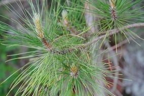 pine branch with new shoots