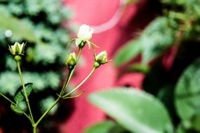 White button flowers