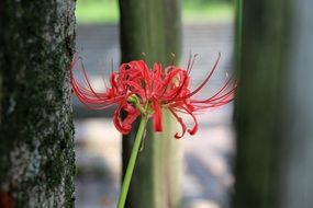exotic flower in the botanical garden