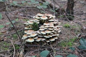 closeup view of natural mushrooms in autumn forest