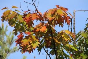 Close-up of forest autumn foliage