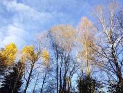 Beautiful trees in autumn fall colors at blue sky with white clouds background