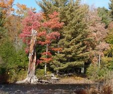 colored trees in autumn