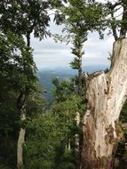 top view of the trees on the mountain