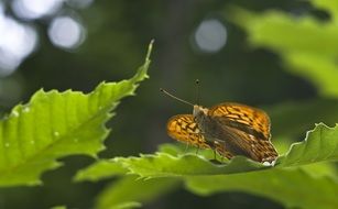 argynnis paphia on a green leaf