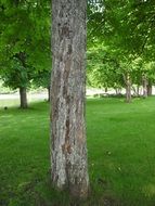 Landscape of green trees in a park