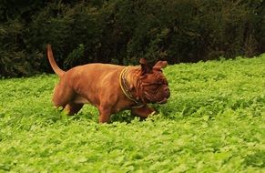 beautiful mastiff on a meadow