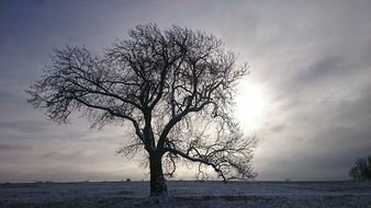 lonely bare tree in snowy field