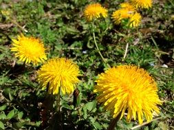yellow dandelions in spring